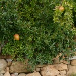 Farm Holidays La Baghera - La Baghera - Outside