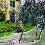 Farm Holidays La Baghera - La Baghera - Olives Picking