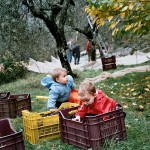 Farm Holidays La Baghera - Olives Picking