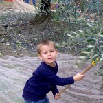 Farm Holidays La Baghera - Olives Picking