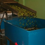 Farm Holidays La Baghera - Olives Picking